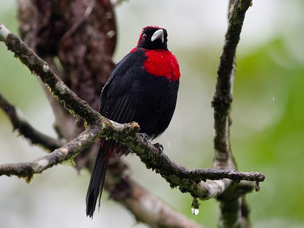 <h3>Ramphocelus sanguinolentus / Crimson‑collared tanager / Vuurkraagtangare</h3>OM-1 Mark II with OLYMPUS M.150-400mm F4.5, 1/1600 sec at F4.5, ISO 10000, distance 9.22 m